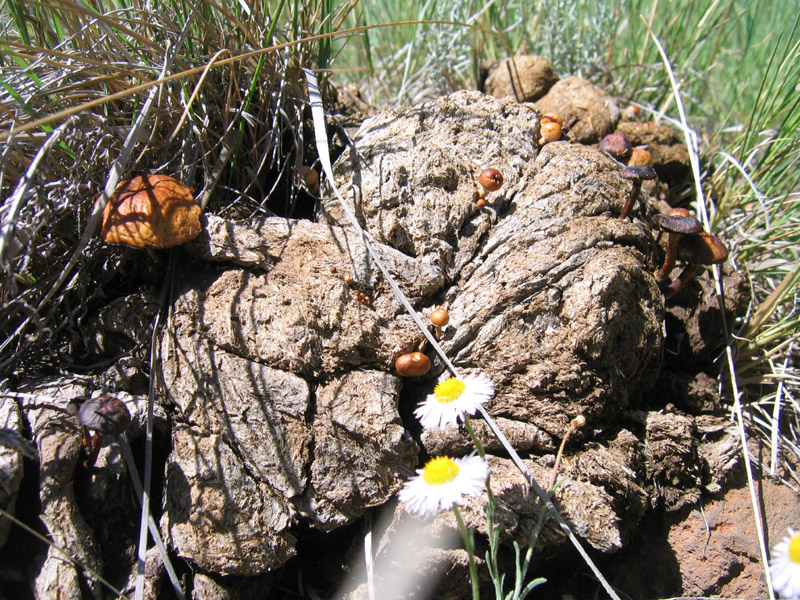 northern arizona Mushroom Hunting and Identification Shroomery