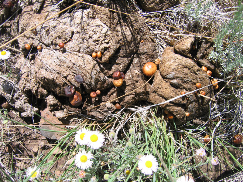 northern arizona Mushroom Hunting and Identification Shroomery